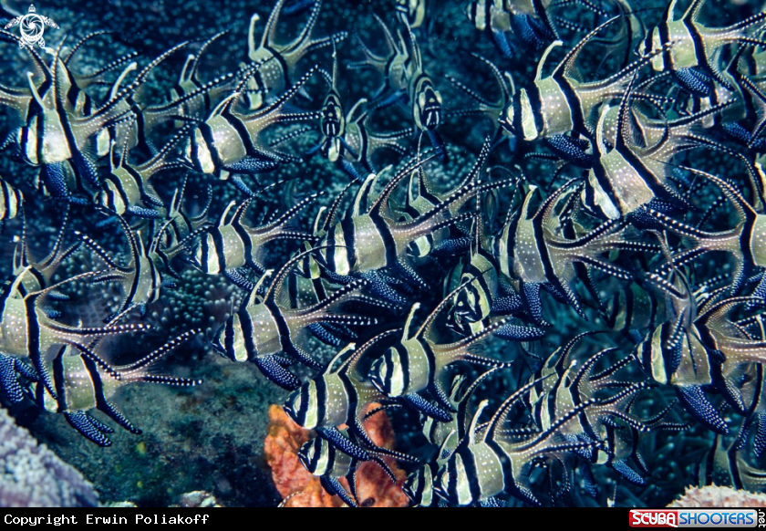 A cardinalfish