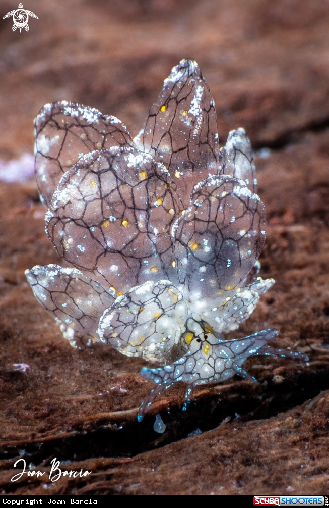 A Butterfly nudi