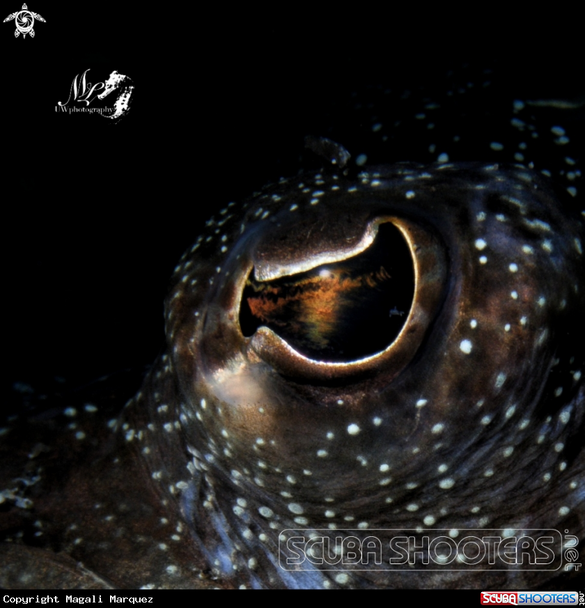 A  Flounder 