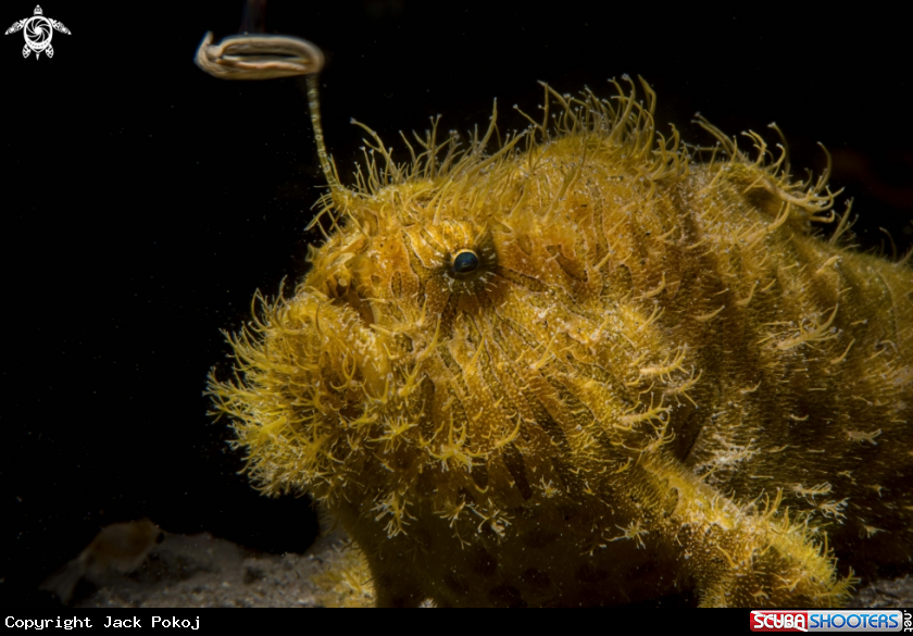 A Hairy frogfish