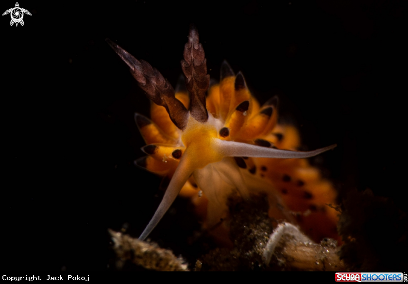 A Favorinus tsuruganus,