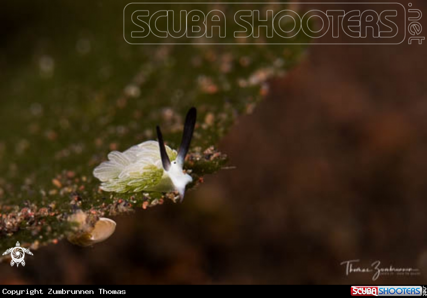 A Nudibranch 