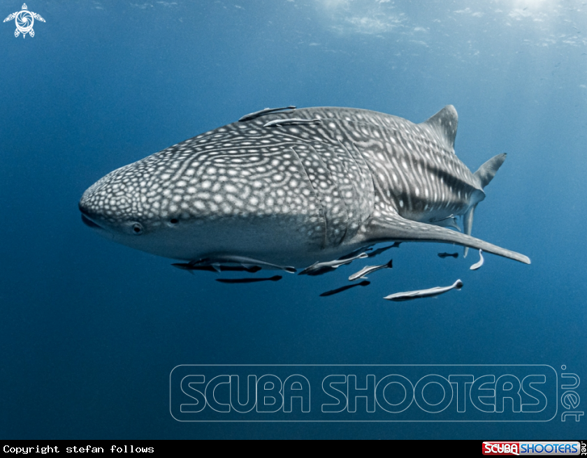 A Whale Shark