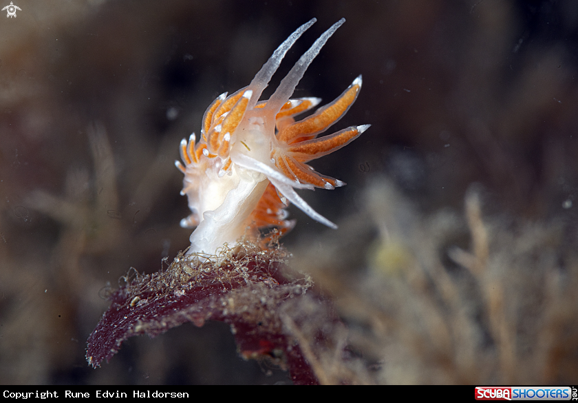 A Microchlamylla gracilis