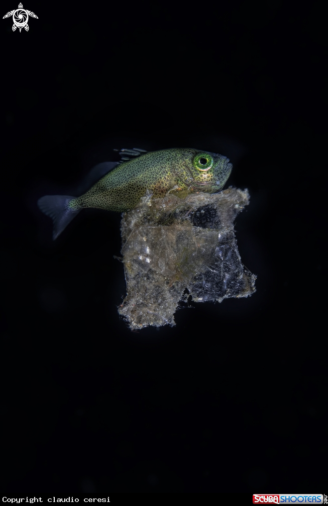 A baby grouper
