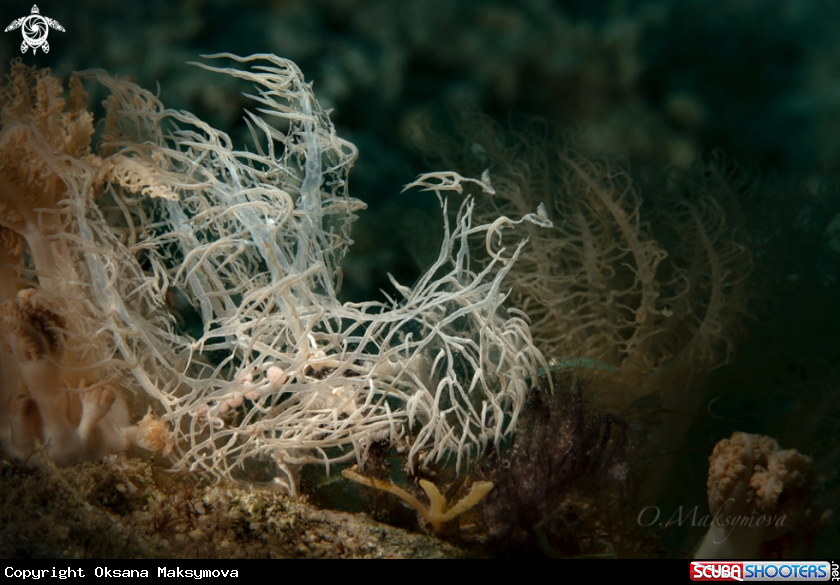 A Nudibranch Melibe Colemani 