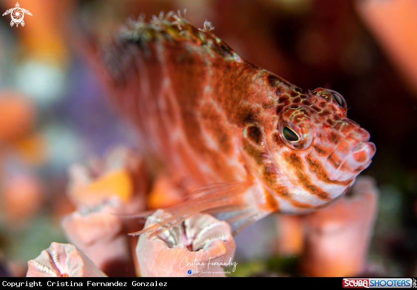 A Hawkfish