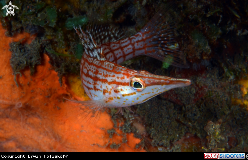 A longnose hawkfish