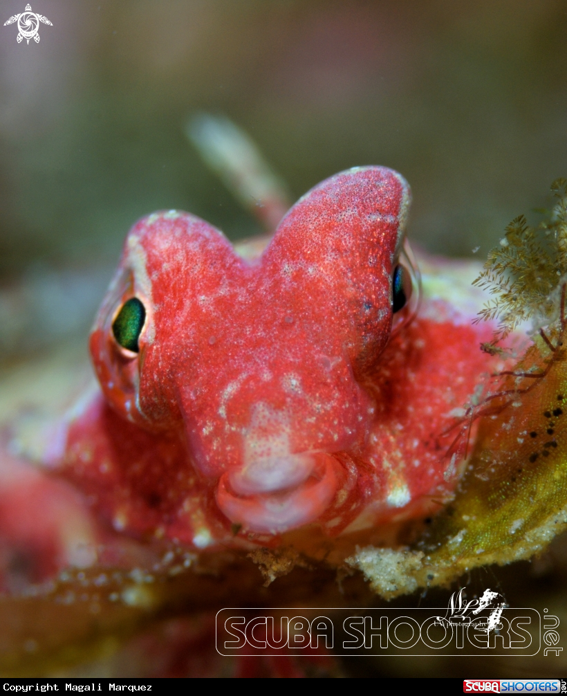 A Ruby red dragonet 