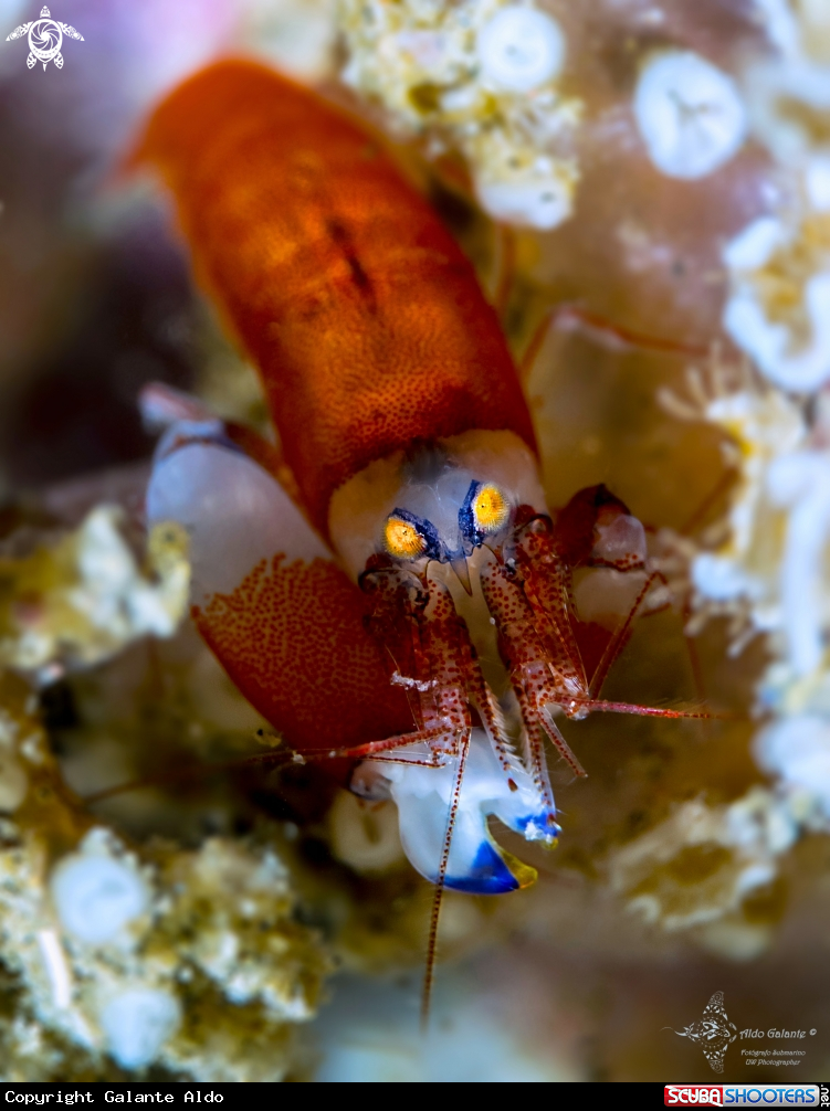 A Snapping Shrimp