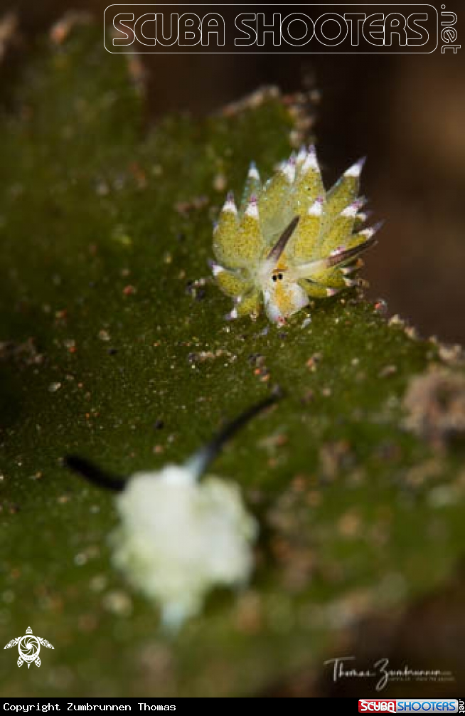 A Nudibranch 