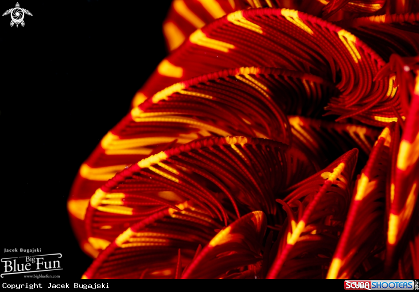A Feather Star