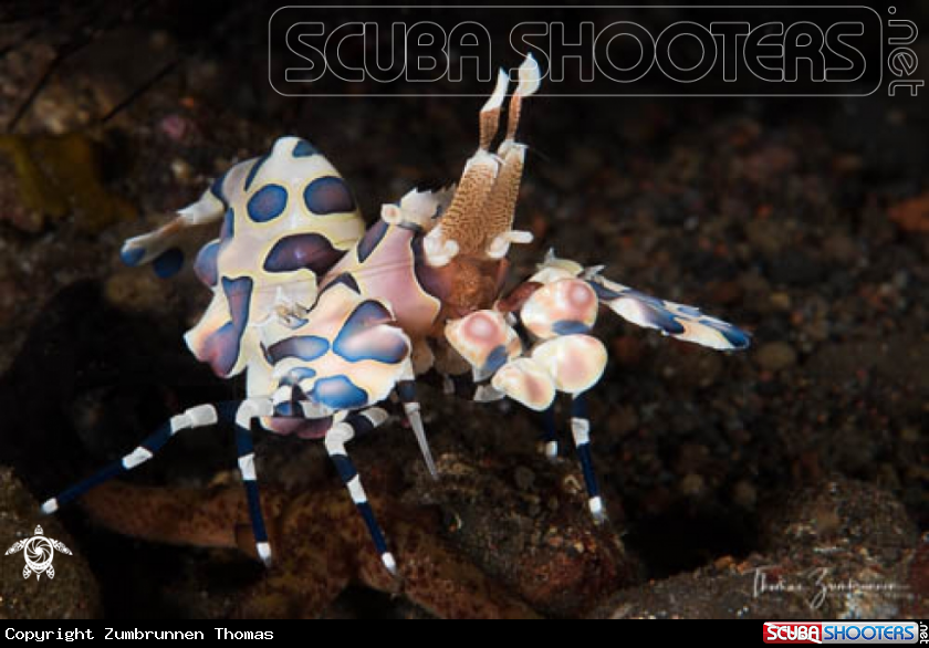A Harlequin shrimp