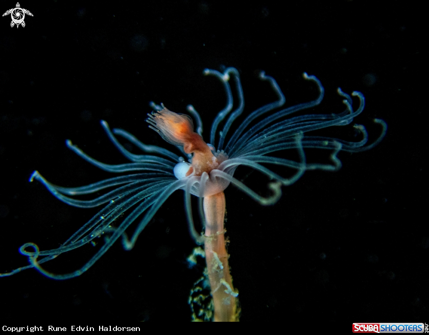 A Oaten pipes hydroid