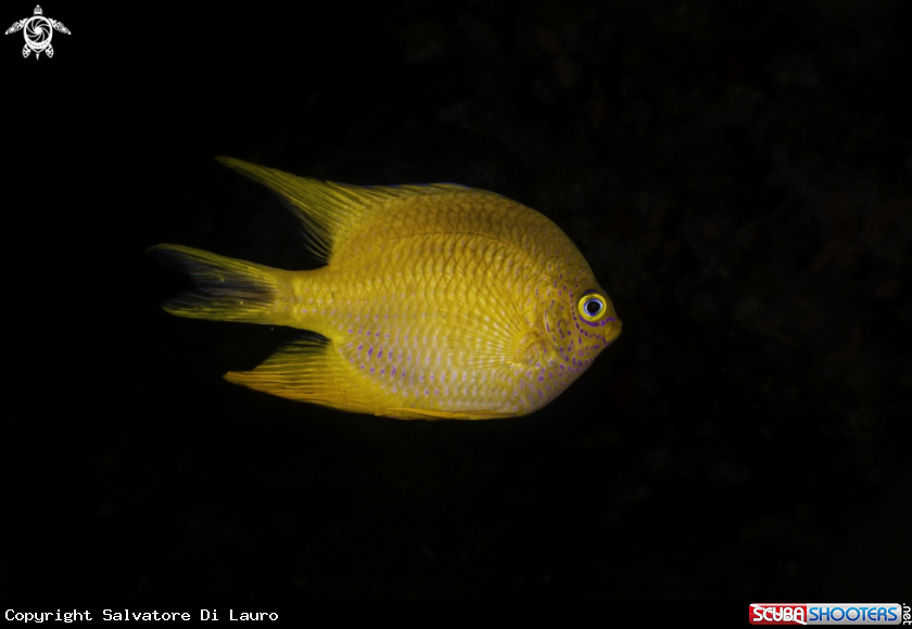 A Damsel fish