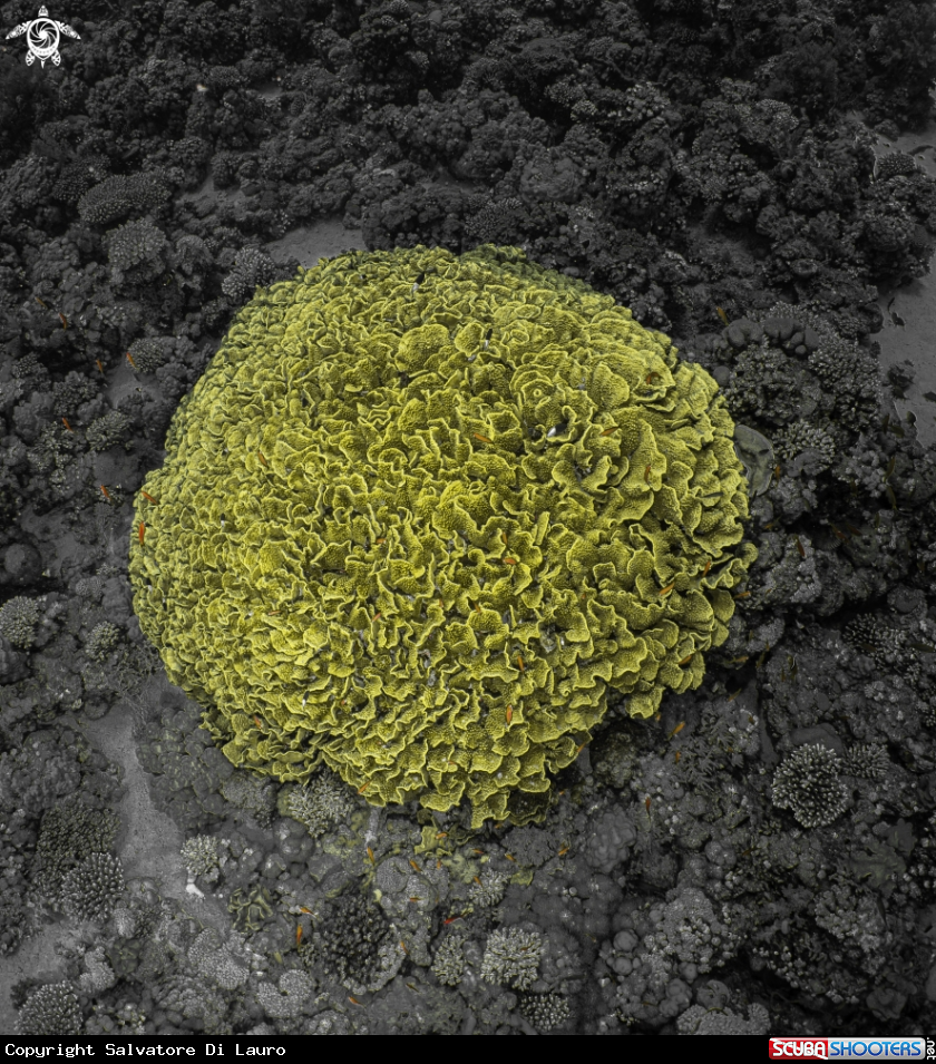 A leaf coral