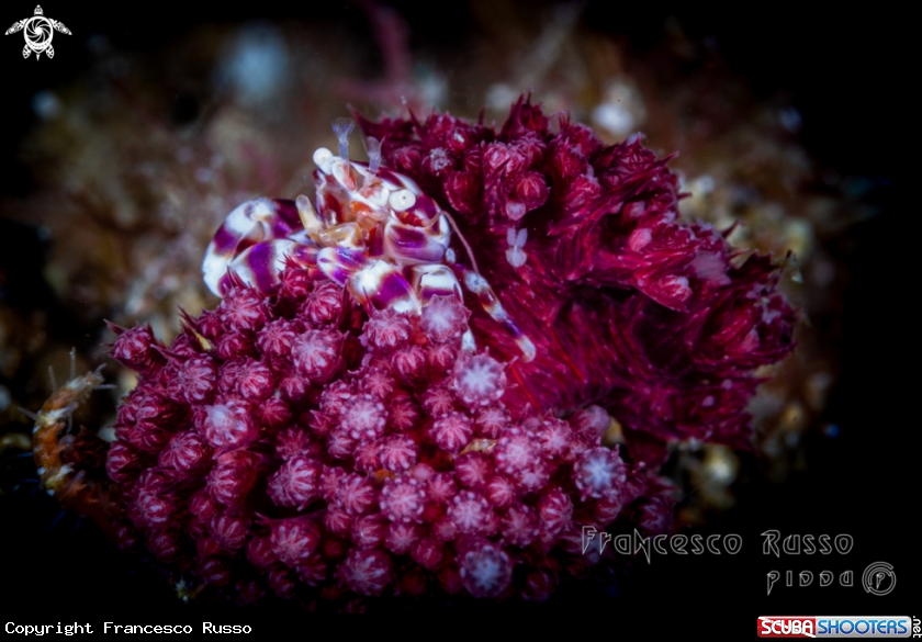 A Soft Coral Porcelain Crab