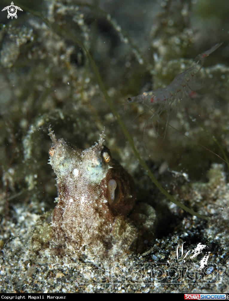 A Octopus with Shrimp 