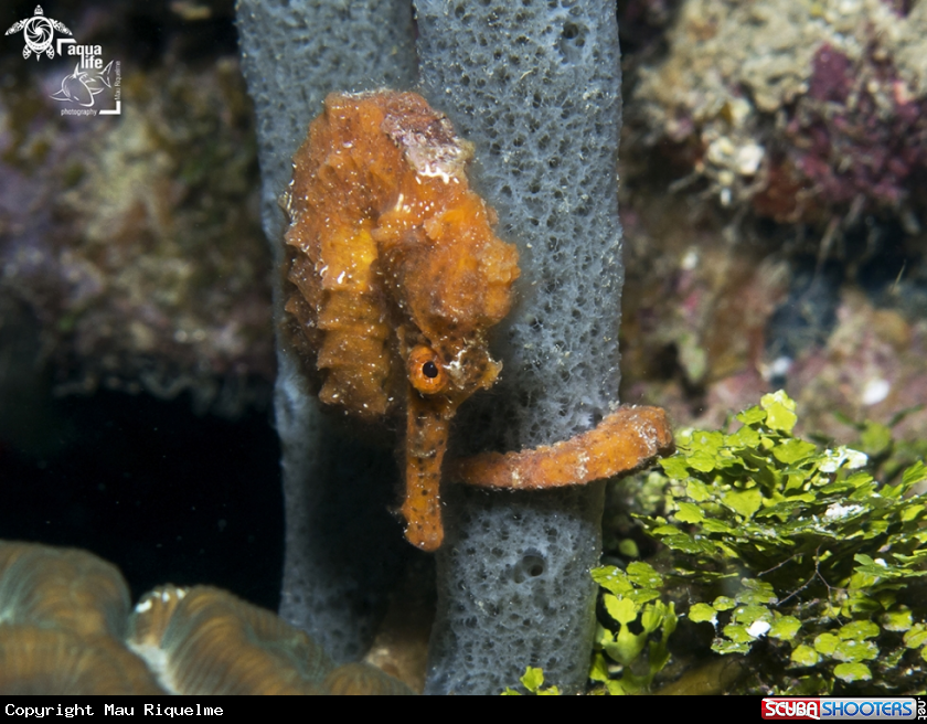 A Longsnout Seahorse