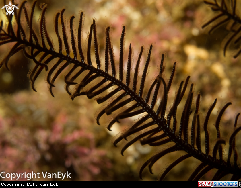 A Sea lily