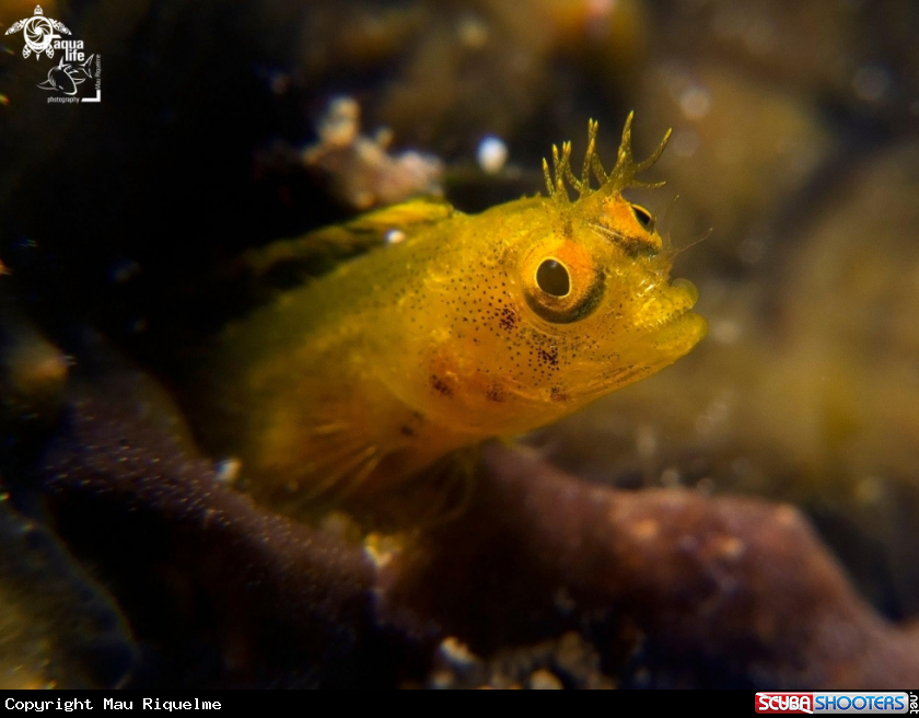 A Female Roughhead Blenny