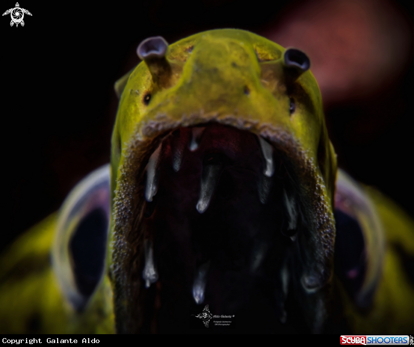 A Fimbriated moray eel 