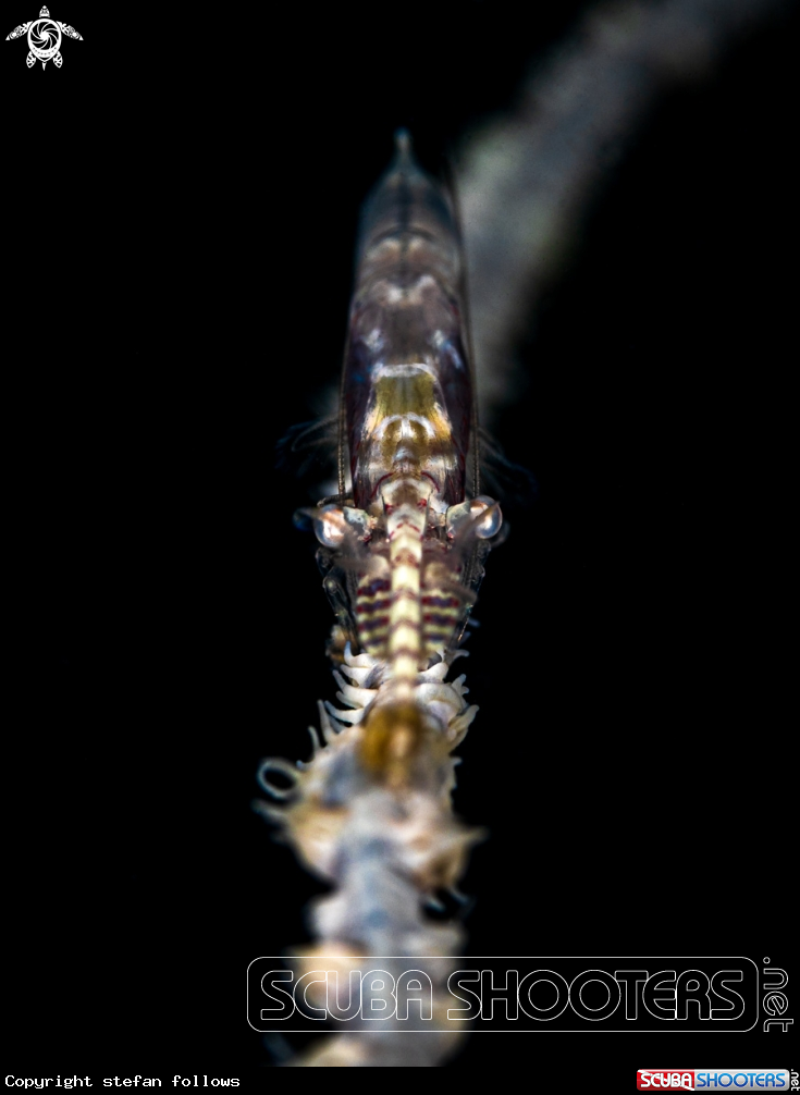 A Sawblade Shrimp 