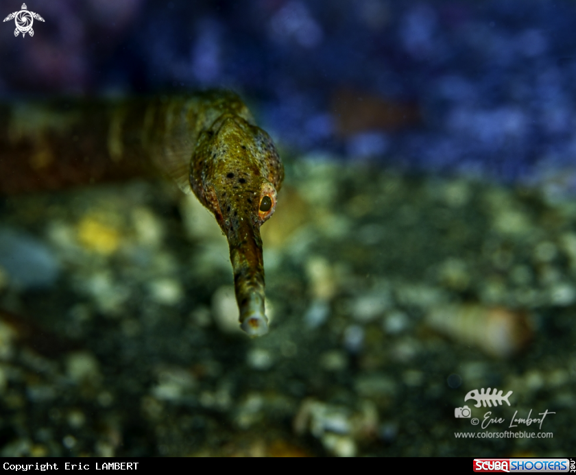 A Pipefish