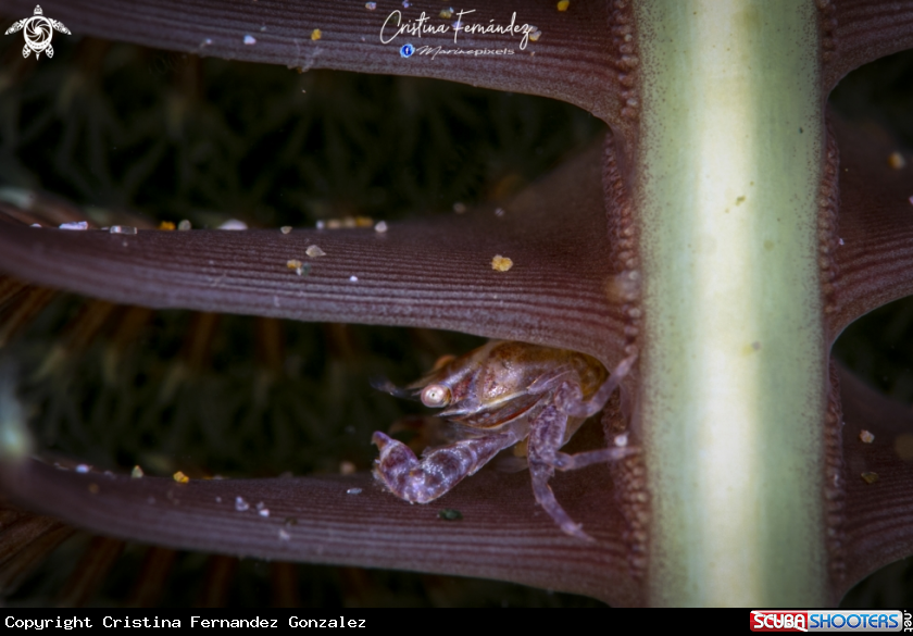 A Crab