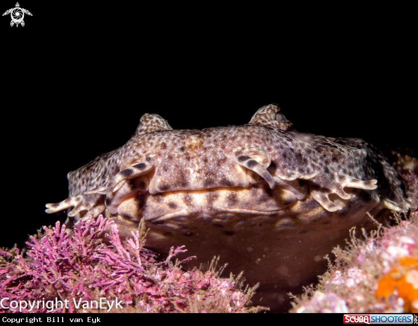 A WOBBEGONG