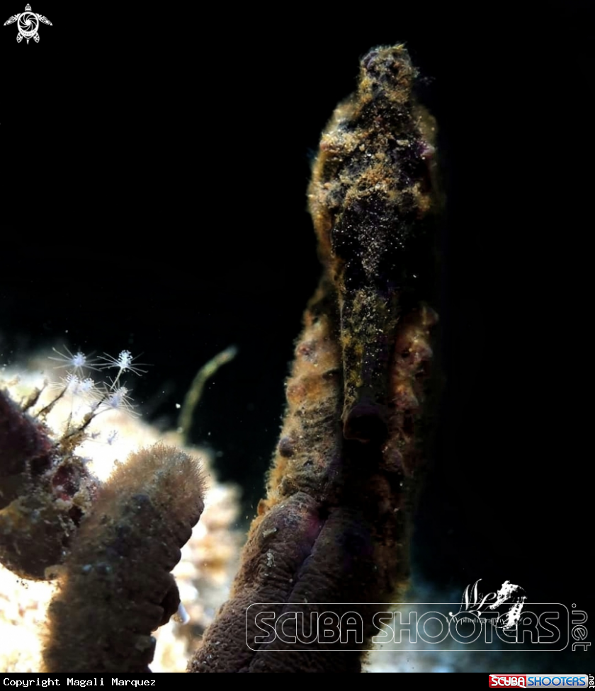 A Seahorse 
