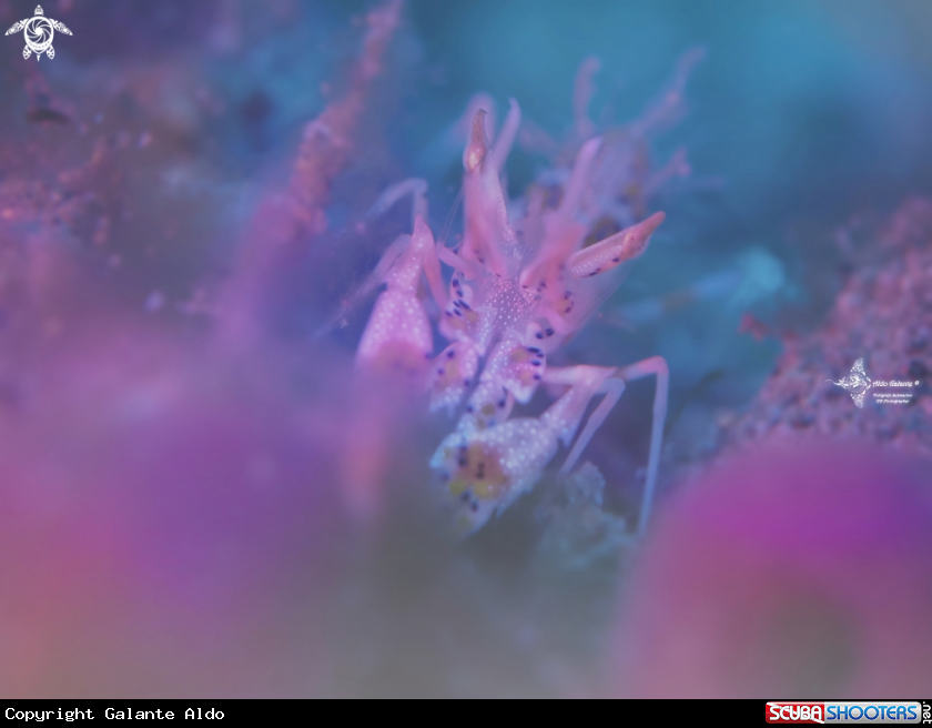 A Spiny Tiger Shrimp