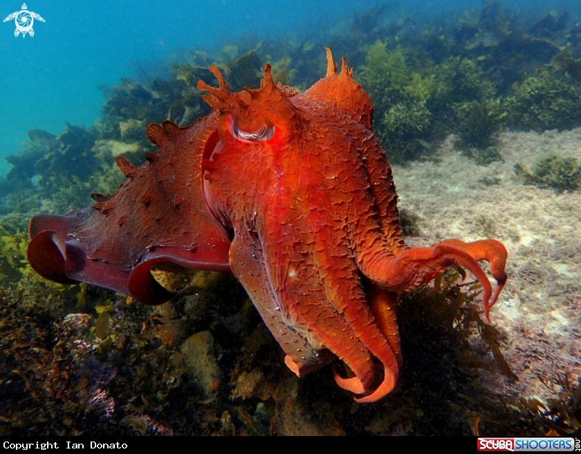 A Australian giant cuttlefish