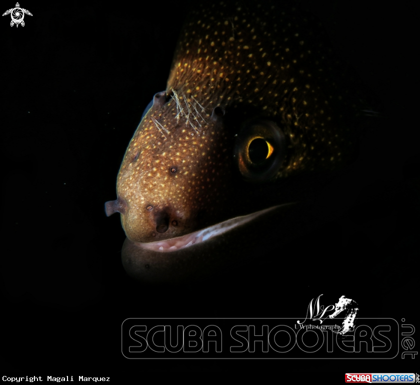 A Goldentail morey