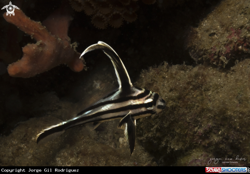 A Juvenile Highhat
