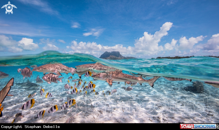 A Bora Bora Above & Below
