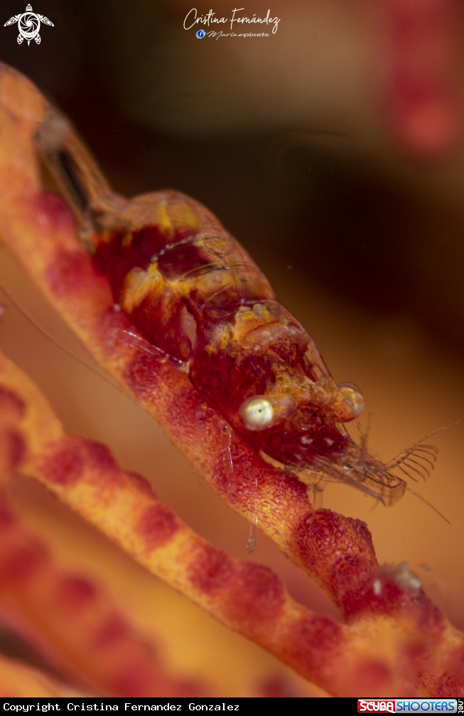 A Shrimp 
