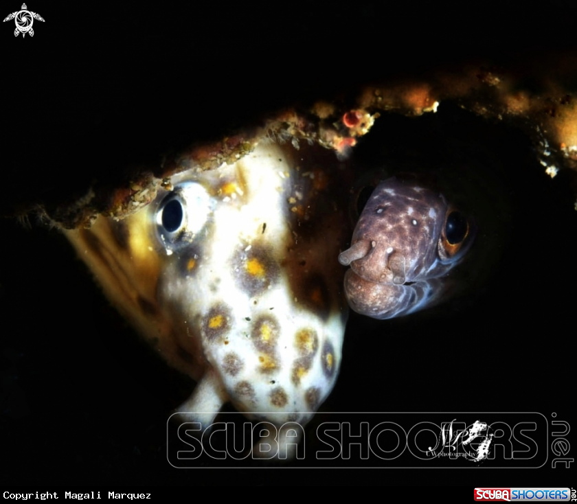 A Sharptail eel & spotted eel 