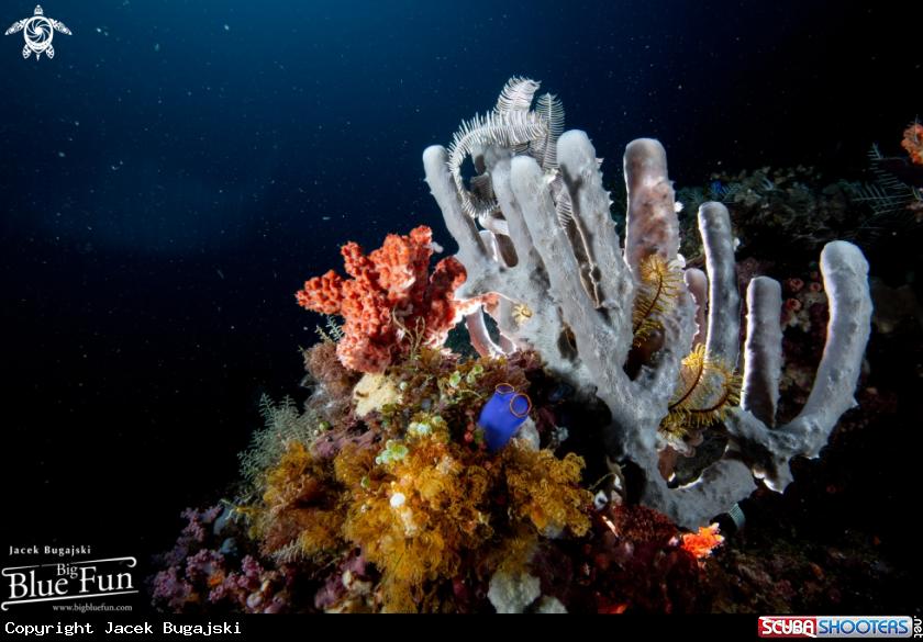A Coral Reef