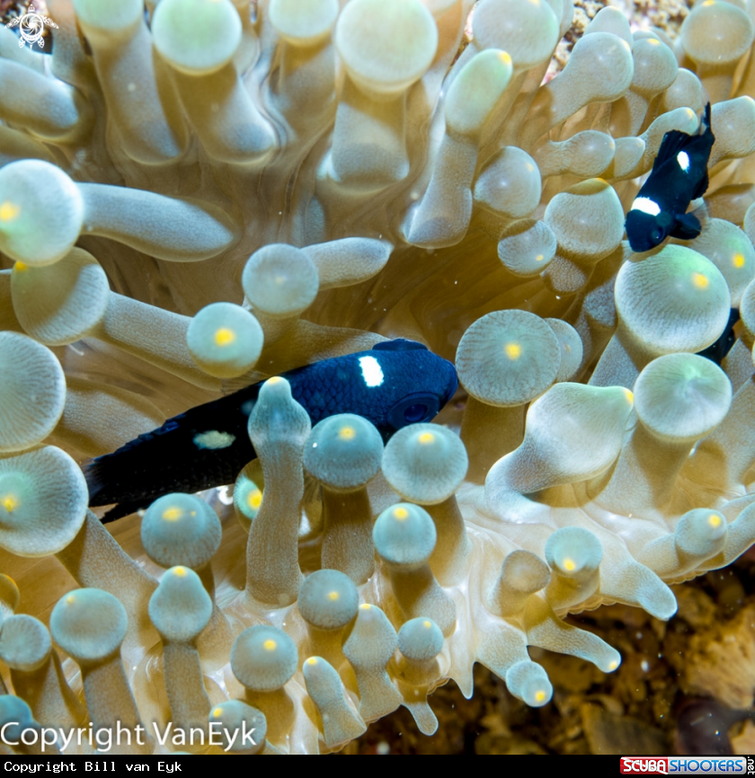 A Black And White Percula Clownfish