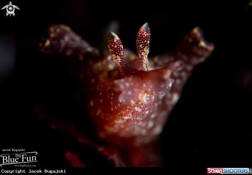 A Aplysia Sp