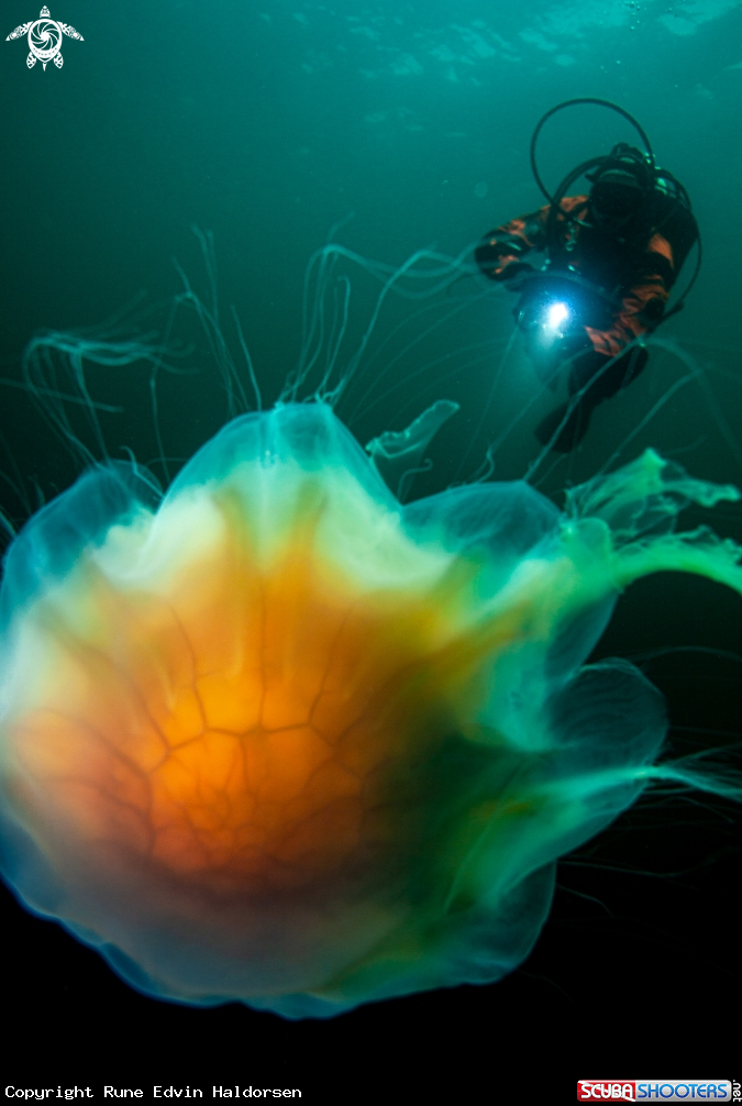 A Lions mane jelly