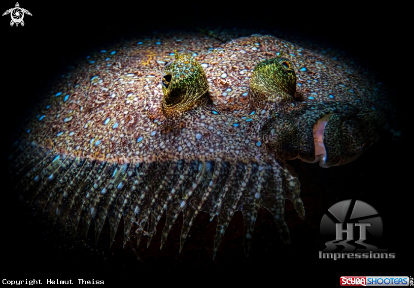 A Flounder