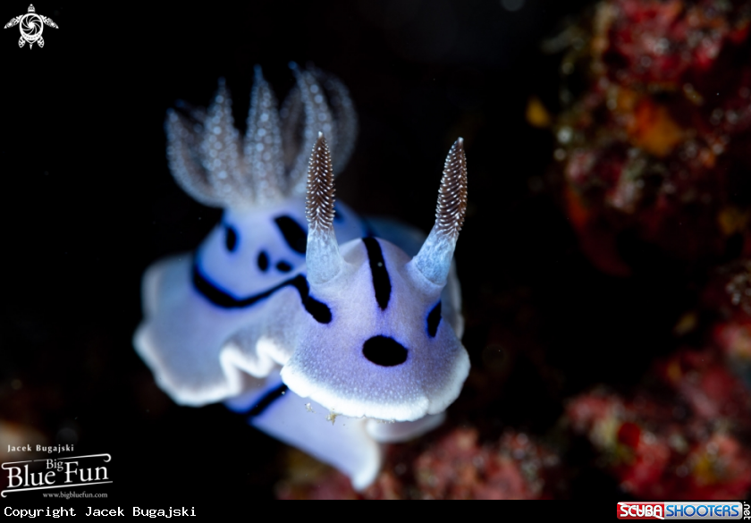 A Chromodoris willani