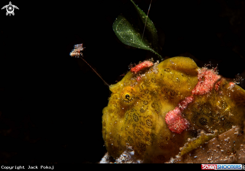 A Painted frogfish