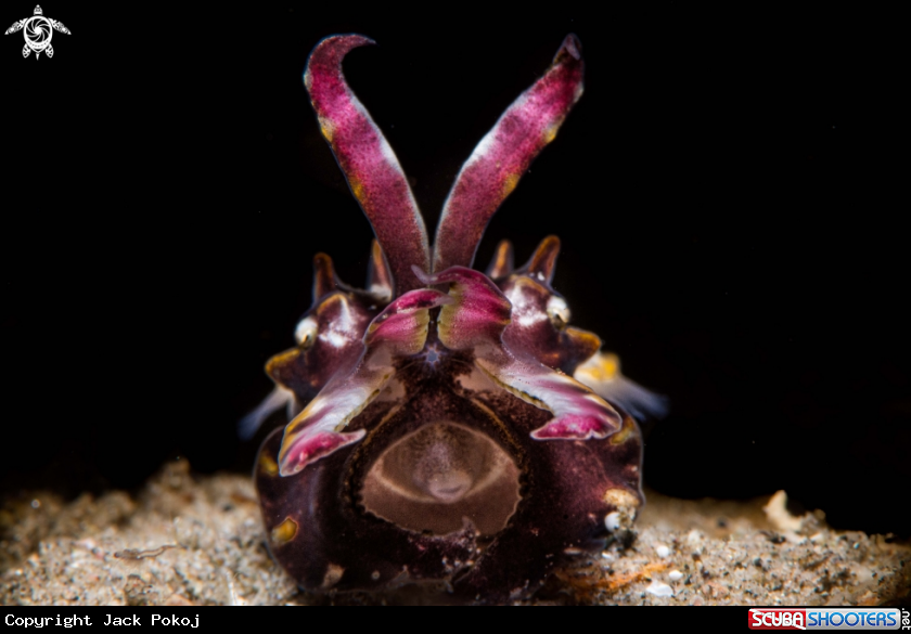 A Flamboyant cuttlefish