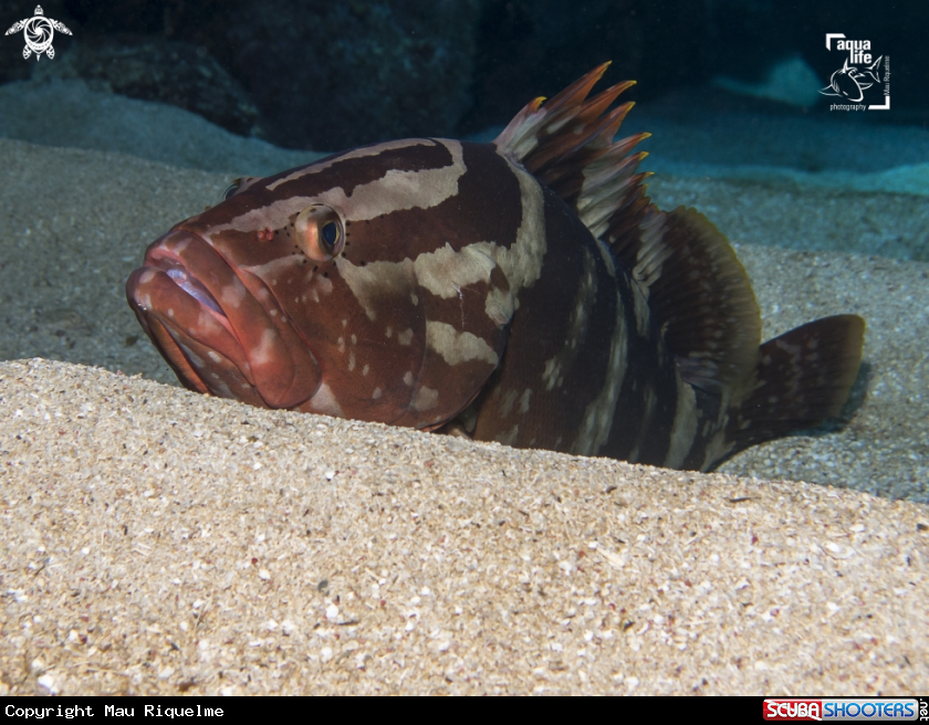 A Nassau Grouper