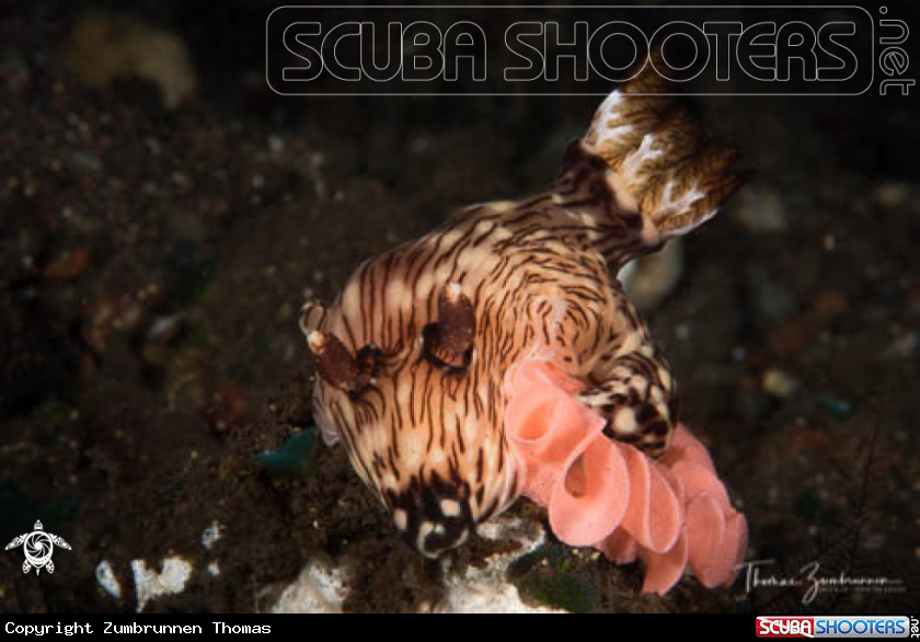 A Nudibranch 