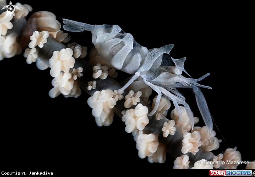 A Zanzibar Whip Coral Shrimp