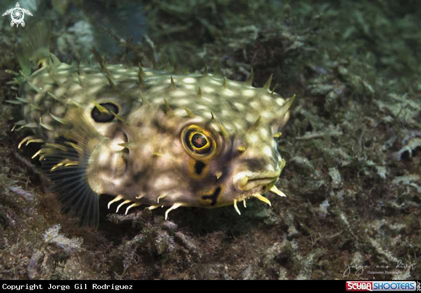 A Web Burrfish